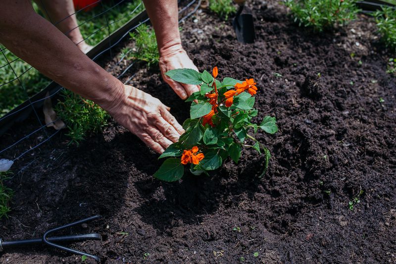 Flowers being planted in ground